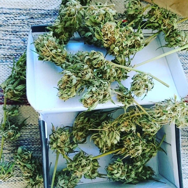 cannabis-harvest-durban-poison