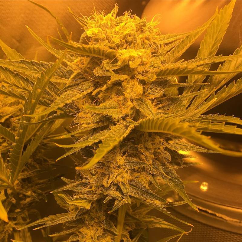 cheese-cannabis-plant-indoor-operation