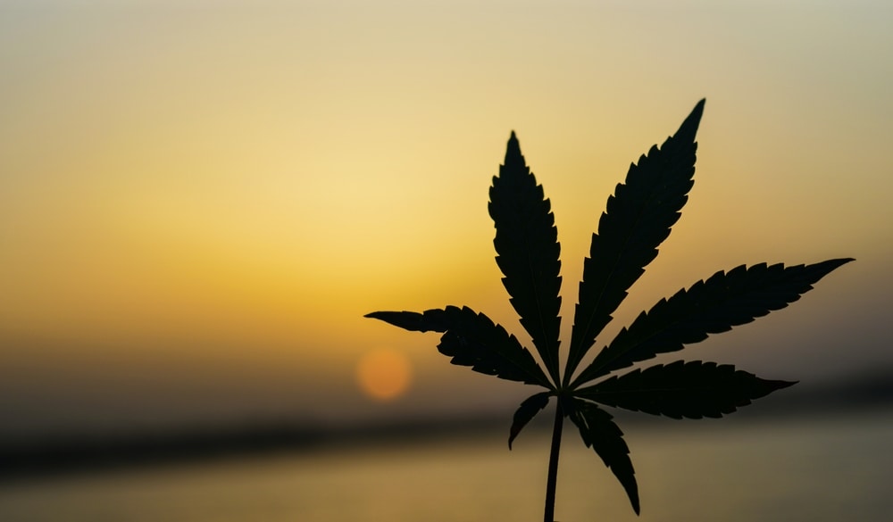Medical Marijuana Leaf Against a Sunset