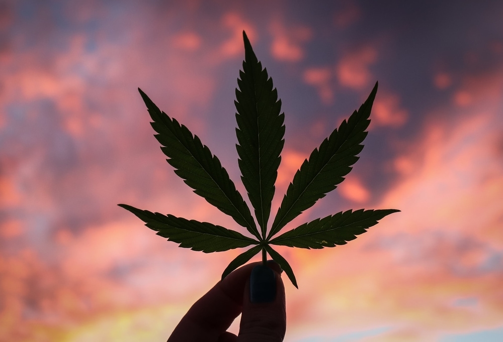 Person holding up a cannabis plant leaf with the sky in the background