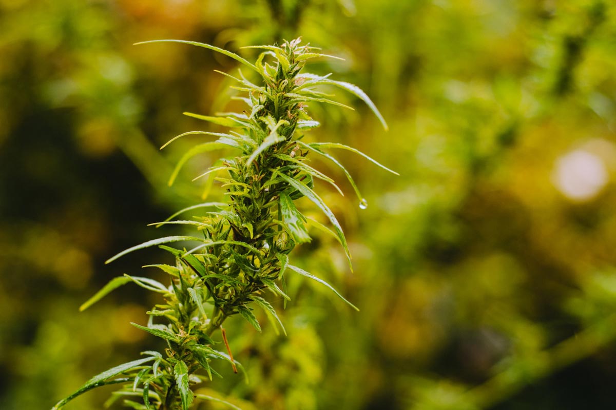 female cannabis sativa plant
